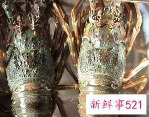 青龙虾做法家常窍门