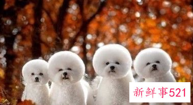 十二星座配哪个小宠物