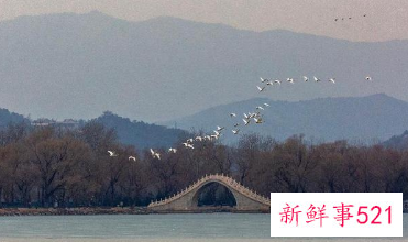 北京多地吸引大批“天鹅”栖息