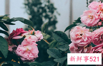 哪个星座女又萌又可爱