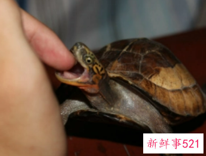 梦见龟和龟壳分开了是什么意思