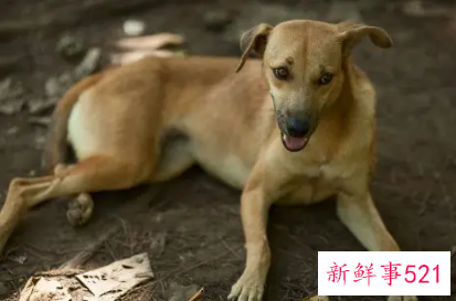 梦见喝狗尿有什么征兆