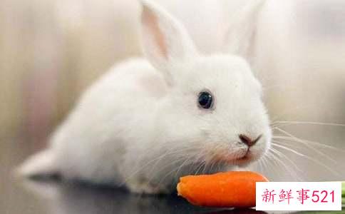 梦见被兔子咬是什么意思有什么预兆