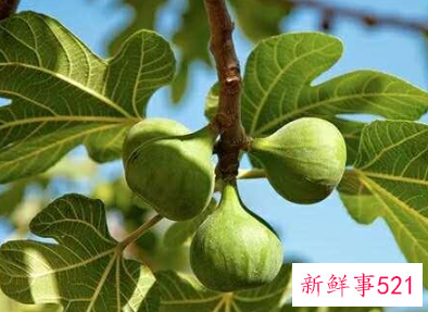 无花果叶煮水的功效与作用