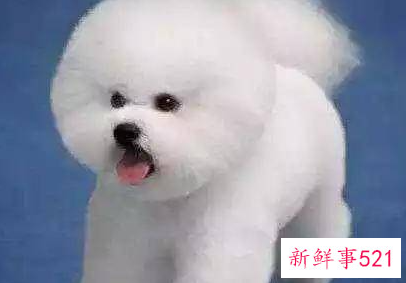 十二星座配哪个小宠物