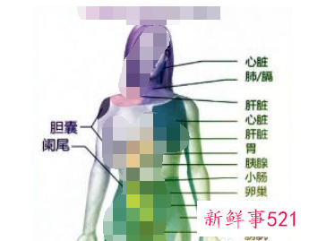 人体背部疼痛对应器官