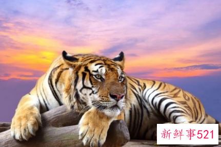 74年属虎最能赚钱微信昵称