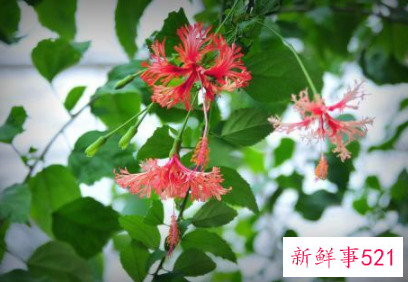 男人不想失去的生肖女