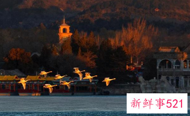 北京多地吸引大批“天鹅”栖息