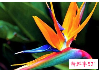 阳台寓意好的花