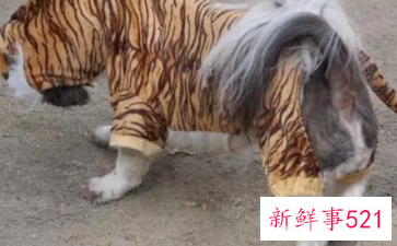 梦见狗变老虎寓意