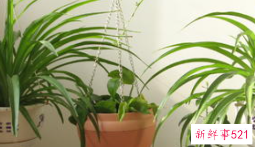 吊兰几天浇一次水