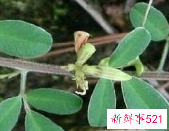 铁马鞭有哪些功效和作用