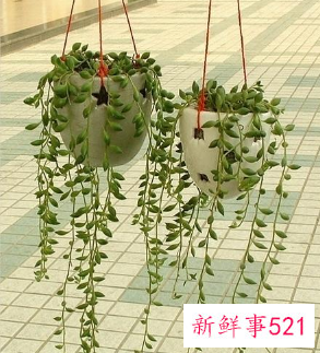 有发财寓意的植物