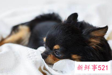 吉娃娃和小鹿犬的区别