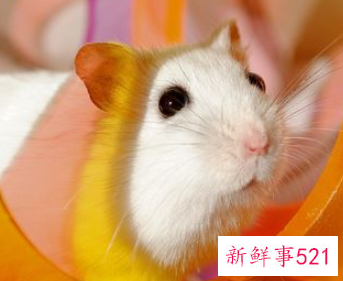 梦见白色的老鼠