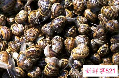 田螺吃什么食物