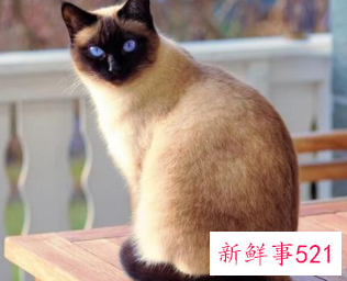 梦见赶走猫寓意