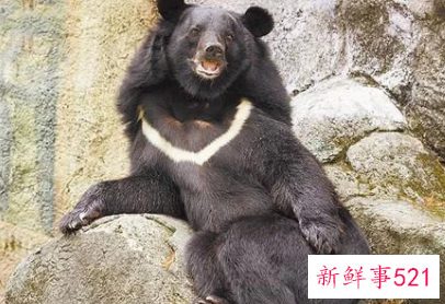 梦见狗熊 熊是什么意思