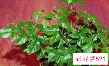 幸福树的风水作用与功效