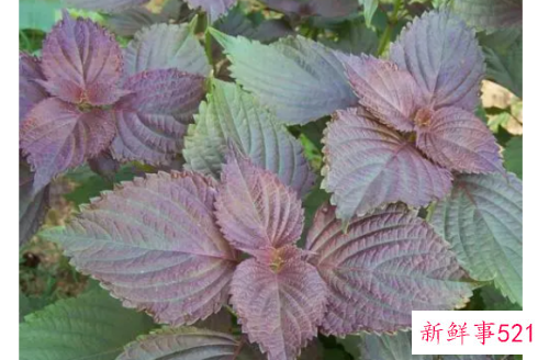 紫苏可以常喝吗