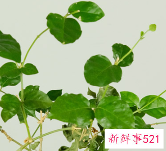 茉莉花茶不能和什么一起泡水