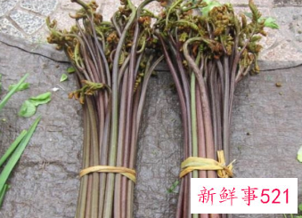 山蕨菜的功效作用及危害