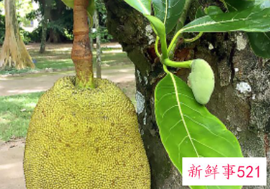 海南哪里产榴莲