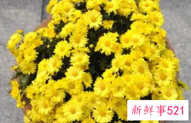 门口放什么花招财