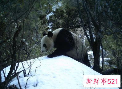 我国生物多样性保护成效如何