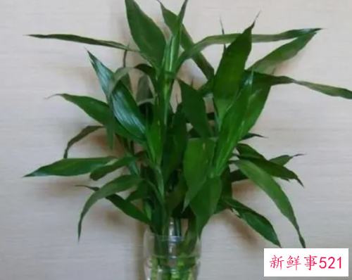 门口放什么花招财