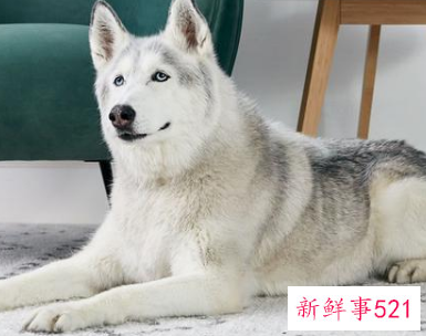 想养一只狗要怎么选