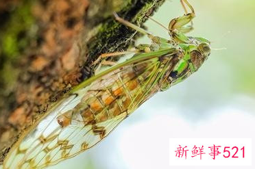 具有象征意义的事物举例