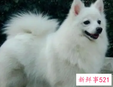 银狐犬多大定型通常身高不会超过40厘米