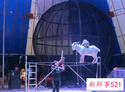 梦见参加活动表演