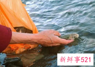 放生的意义与功德