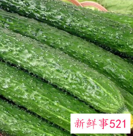 脆瓜和黄瓜的区别