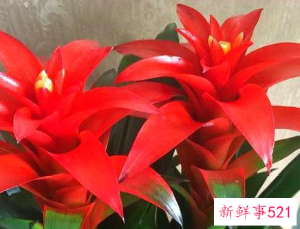 门口放什么花招财