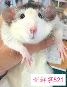 什么宠物最便宜又好养