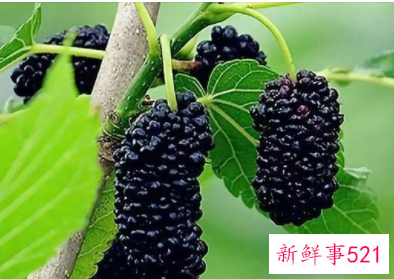 桑葚的功效及作用