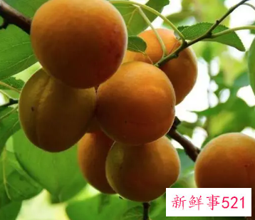 女人梦见成熟的黄杏子好几个人去摘