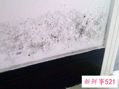 墙体大面积发霉怎样彻底处理