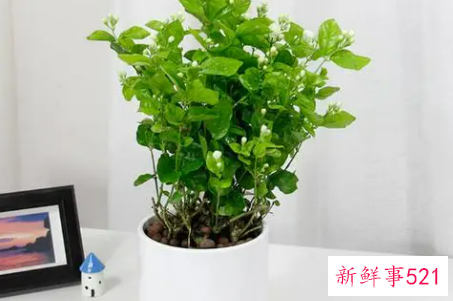 办公室种植茉莉好不好