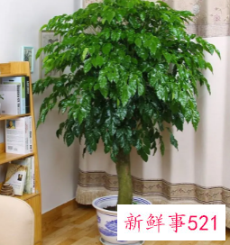 有发财寓意的植物