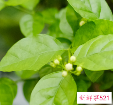 茉莉花茶不能和什么一起泡水