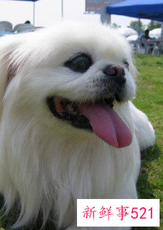 什么宠物最便宜又好养