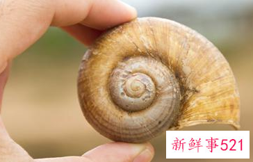 田螺吃什么食物