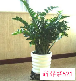 门口放什么花招财