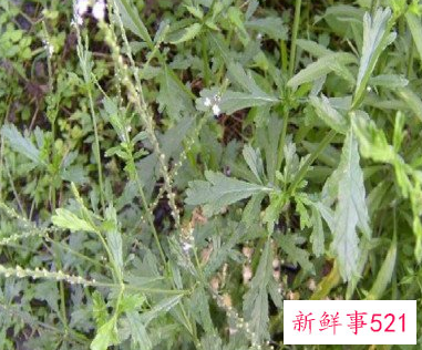 铁马鞭有哪些功效和作用