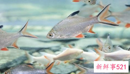 梦见捉好大一条活鱼